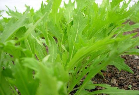 Японская капуста мизуна: выращивание и уход