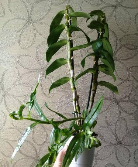 Орхидея дендробиум нобиле (50 фото): правила ухода в домашних условиях, способы размножения орхидеи. что делать после цветения? тонкости пересадки