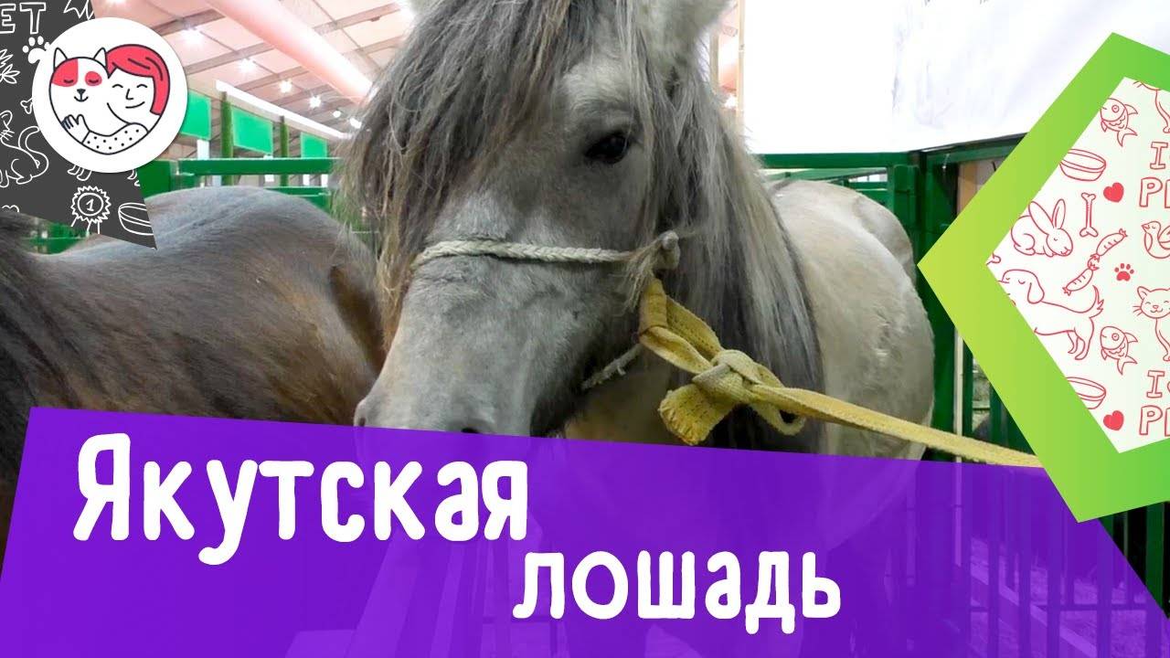 Якутские лошади – порода из глубины веков