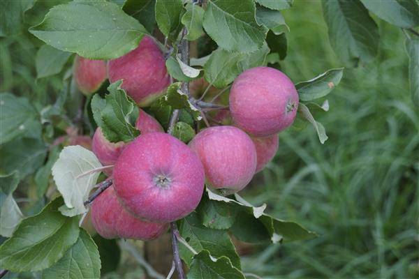 О яблоне осенняя радость: описание и характеристики сорта, уход и выращивание