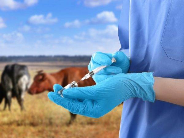 Бородавки (папилломы) на вымени у коровы: почему, что делать, как вывести, чем лечить