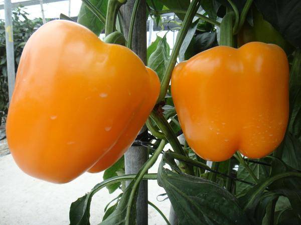 Читать книгу моя высокоурожайная теплица. как вырастить высокие урожаи томатов, перца, баклажанов и огурцов под одной крышей галины кизимы : онлайн чтение - страница 2
