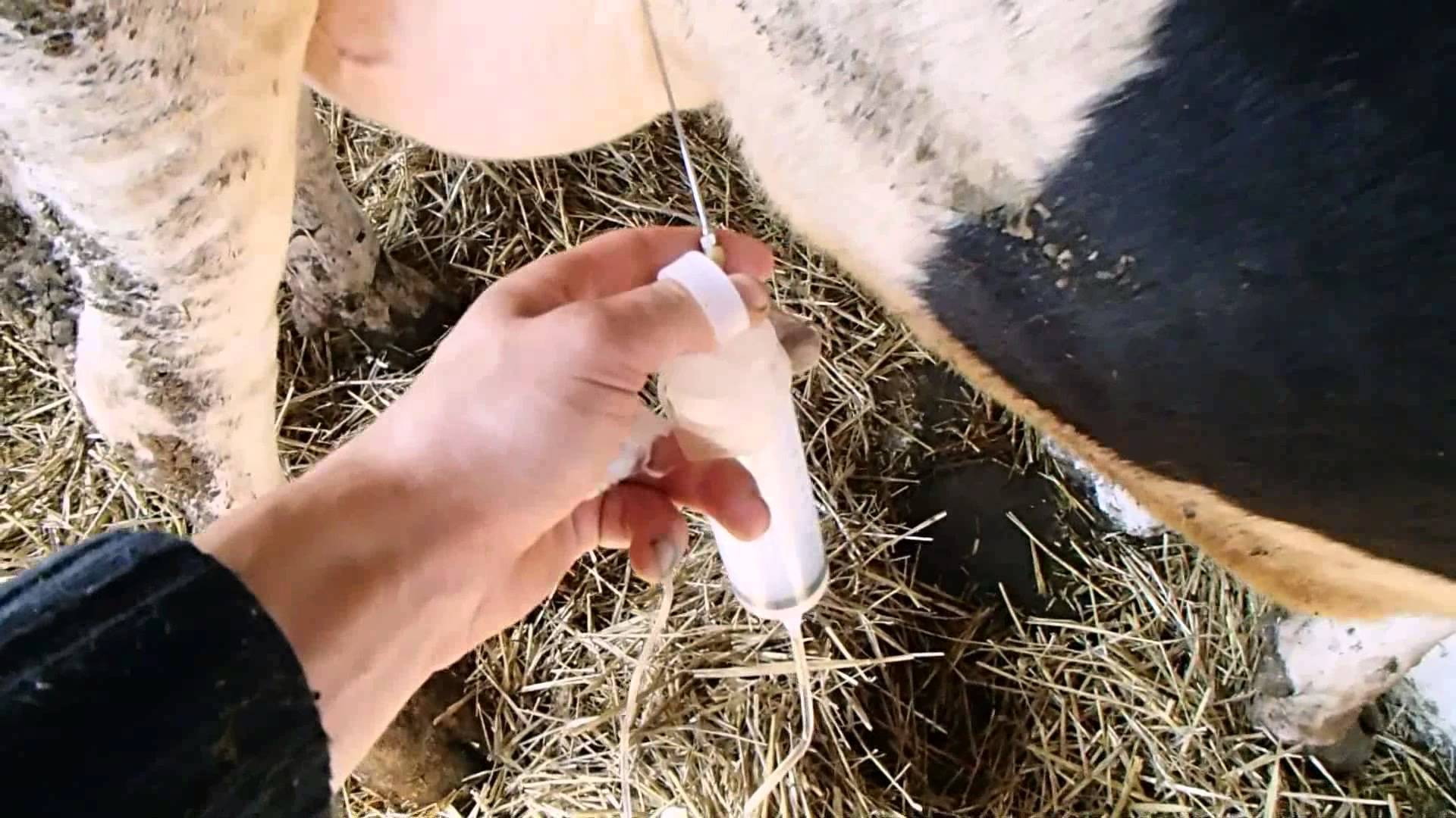 Болезни вымени у коров и их лечение — обзор