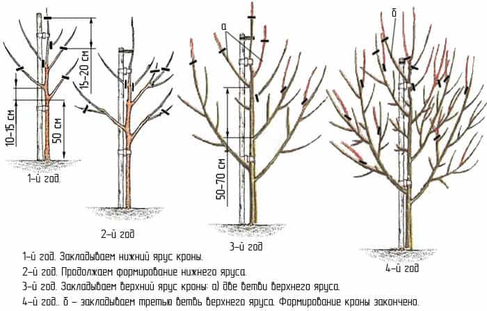 Обрезка старого абрикоса, чтобы омолодить дерево: схема и формирование кроны, уход за абрикосом осенью