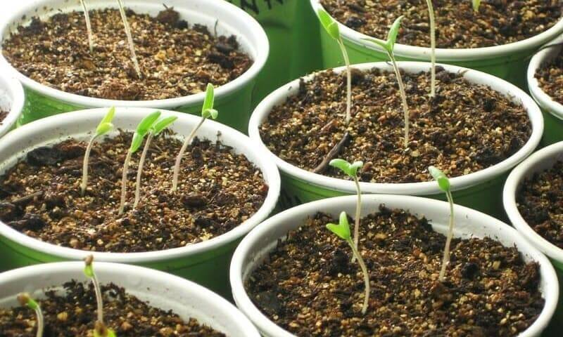 Как вырастить крепкую рассаду огурцов в домашних условиях? от подготовки семян до ухода после прорастания