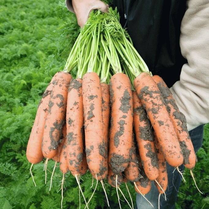 Морковь абако f1: описание сорта, фото, отзывы, урожайность