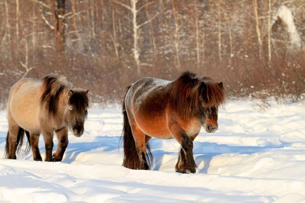 Якутские лошади – обитатели суровой тундры