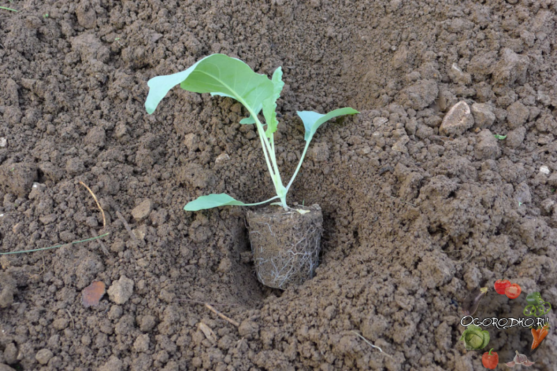 Посадка капусты: технология выращивания, как правильно сажать в открытый грунт, фото