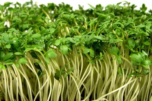 Как вырастить кресс-салат в открытом грунте, на подоконнике: условия выращивания из семян лучших сортов