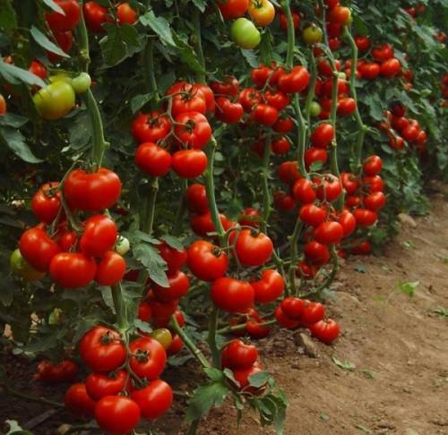 Вопросы о питании: когда и чем подкормить рассаду помидор? правила, таблица и пояснения