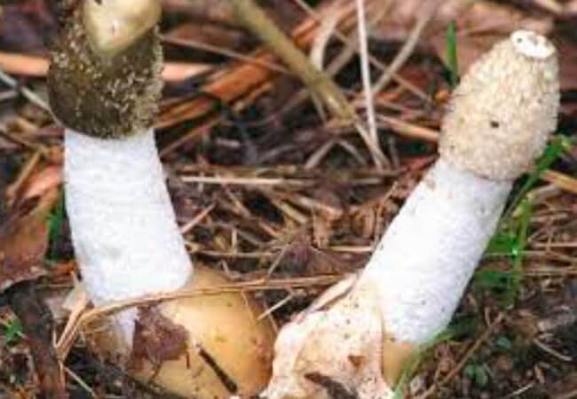 Где растет гриб веселка в россии и когда его собирать