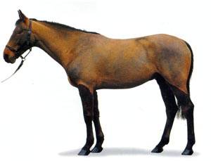 Кабардинская порода лошадей: фото, история и описание