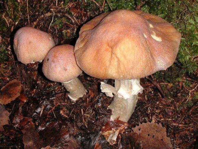 Как выглядят курочки грибы. | дачная жизнь