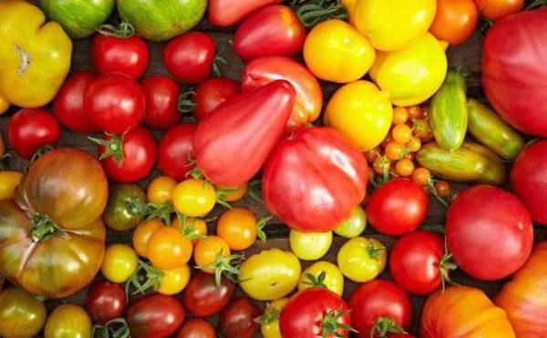 Температура для рассады томатов – оптимальная, минимальная, при выращивании, в домашних условиях