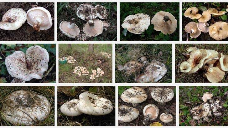 Грузди: виды описание и фото съедобных грибов
