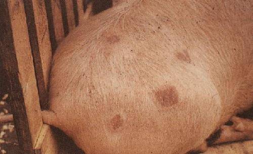 Сыпь на теле: на лице, туловище, руках. основные причины появления сыпи на коже. лечение высыпаний на коже в москве