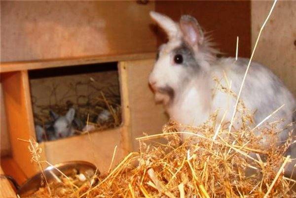 Сколько длится беременность у кроликов - petnaobed.ru
