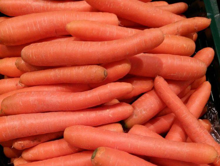 Морковь самсон: описание и характеристика популярного сорта