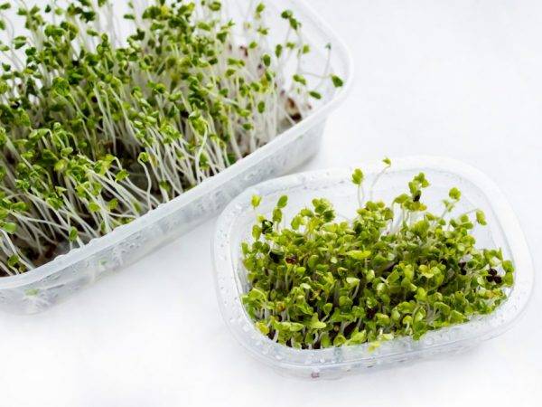 Польза ростков брокколи и их выращивание