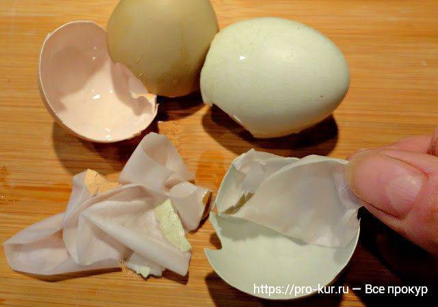 Почему скорлупа у яиц мягкая: что является причиной, как это диагностировать и устранить selo.guru — интернет портал о сельском хозяйстве
