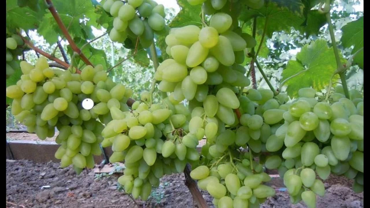Виноград «зарница» — один из лучших светлых гибридов