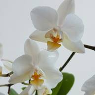 Описание орхидеи фаленопсис Мукалла