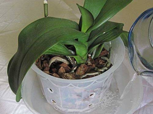 Как поливать орхидею в домашних условиях: основные правила, пошаговая инструкция для начинающих цветоводов