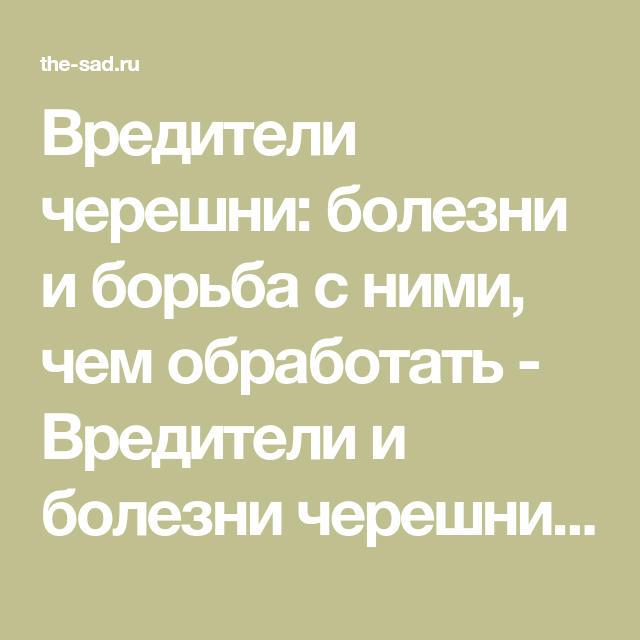 Вредители и болезни вишни - борьба с ними, фото симптомов