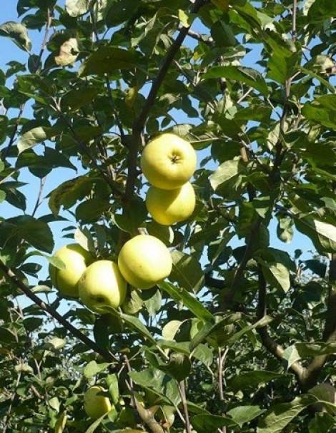 Сортовые особенности яблони Славянка