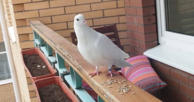 Как избавиться от голубей: на балконе, подоконнике или крыше навсегда