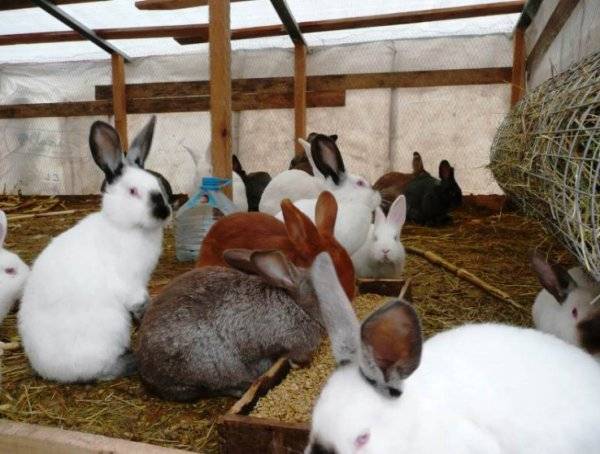 Стоп-кокцид для кроликов: дозировка, инструкция по применению