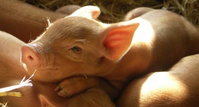 Откорм свиней: самый эффективный в домашних условиях, виды откорма