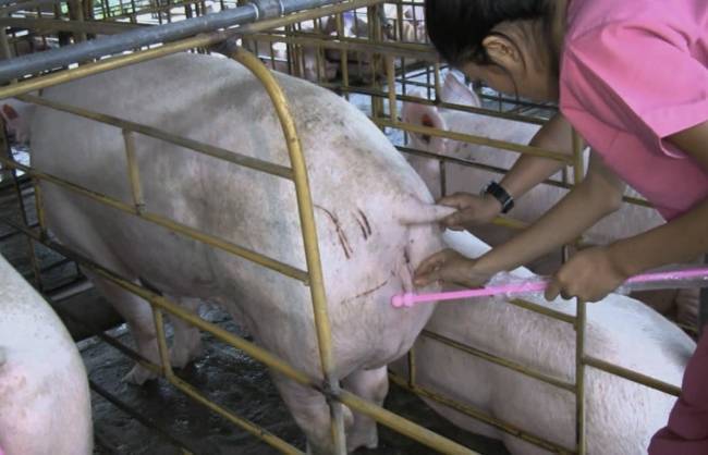 Искусственное осеменение свиноматок: как благодаря этой методике получить качественное потомство от свиней