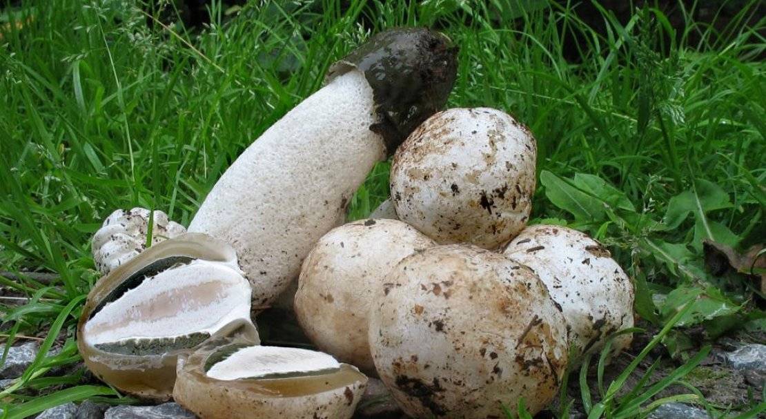 Где растет гриб веселка в россии и когда собирать его