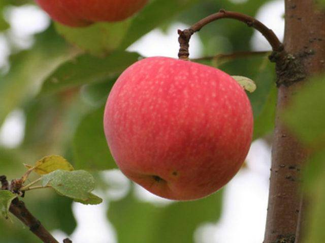 Яблоня мельба – великолепный урожай и масса удовольствия!