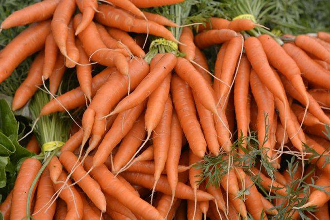 Благоприятные дни для посева моркови под зиму в 2020 году по фазам луны
