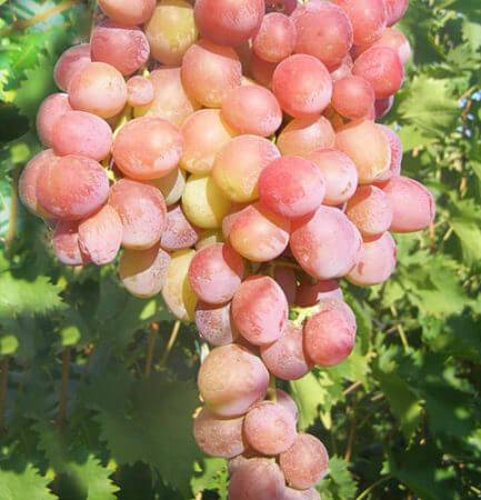 Виноград дюжина, описание сорта и его характеристика