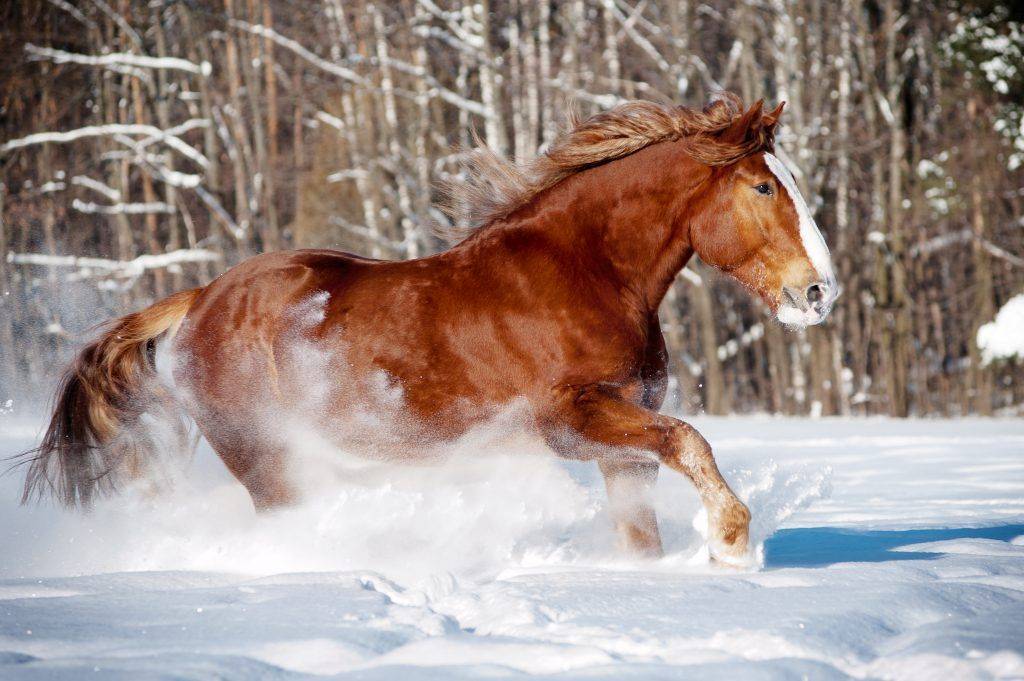 Русский тяжеловоз (порода лошадей): история, описание, характер, содержание и уход