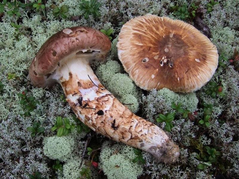 Описание грибов мацутакэ