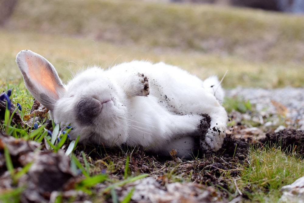 К чему снится кролик - значение сна кролик по соннику