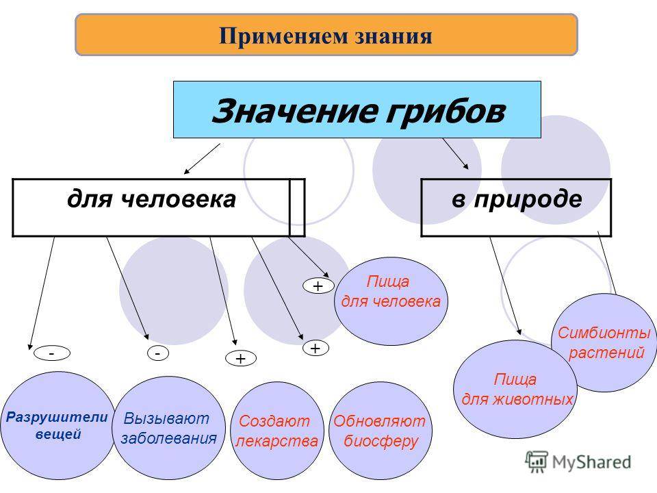 Значение грибов в природе 7 класс