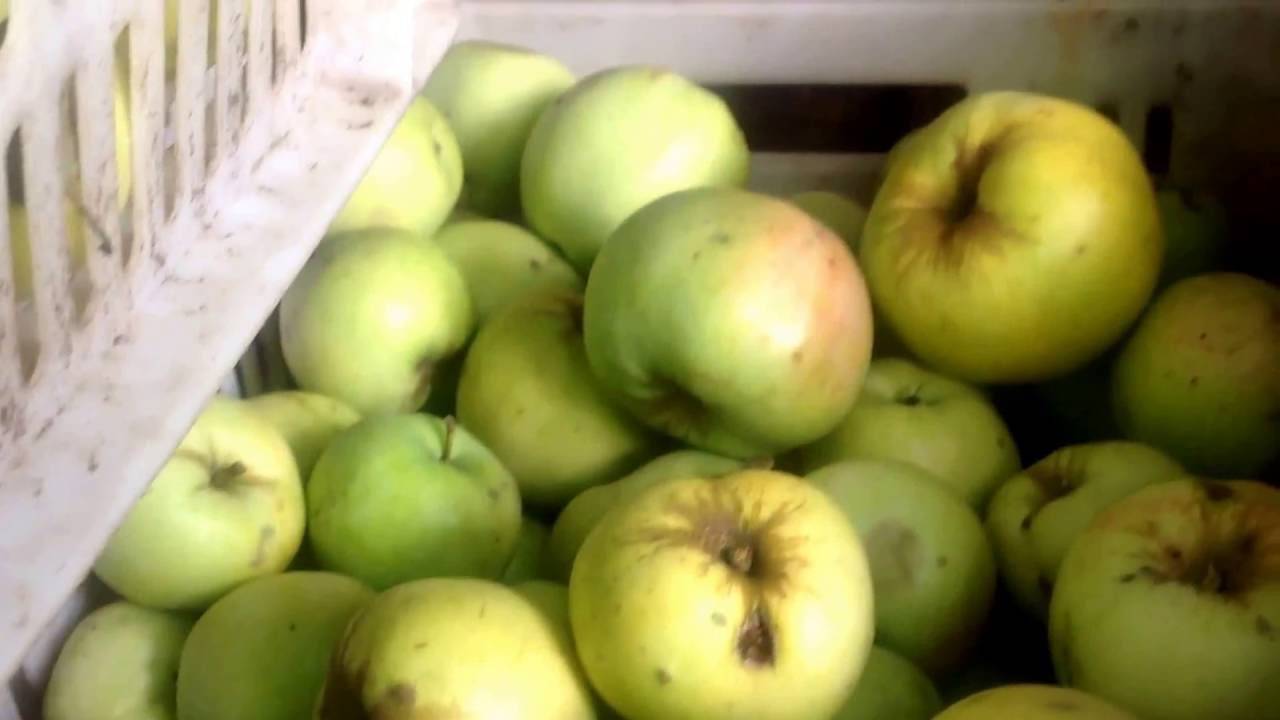 Описание и тонкости выращивания яблони антоновка
