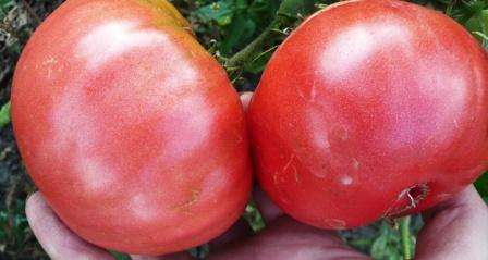 Помидоры розовый гигант (малиновый гигант): описание сорта томата, характеристика, выращивание, фото и видео