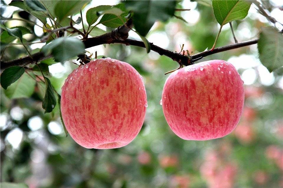 Яблоки «гренни смит» (13 фото): польза и вред, откуда привозят сорт в россию, вес, цвет и вкус