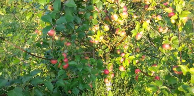 Яблоня имант: описание сорта, фото, отзывы садоводов