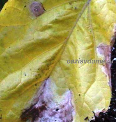 Почему у баклажанов желтеют и вянут листья в теплице, что делать