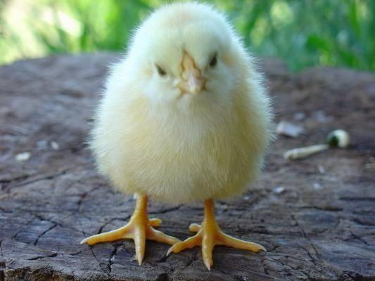 Понос у цыплят-бройлеров — обзор причин и лечение