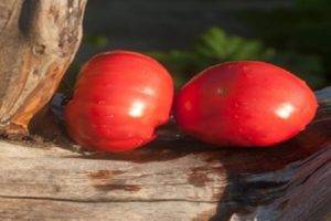 О томате лабрадор: описание сорта, характеристики помидоров, посев