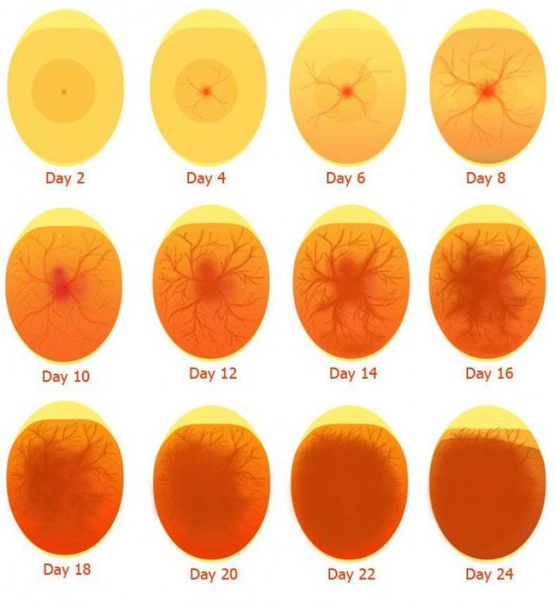 Овоскопия куриных яиц фото по дням