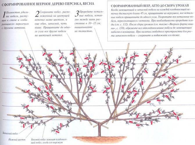 Обрезка персика весной: когда и как правильно ее делать в картинках пошагово и видео для начинающих